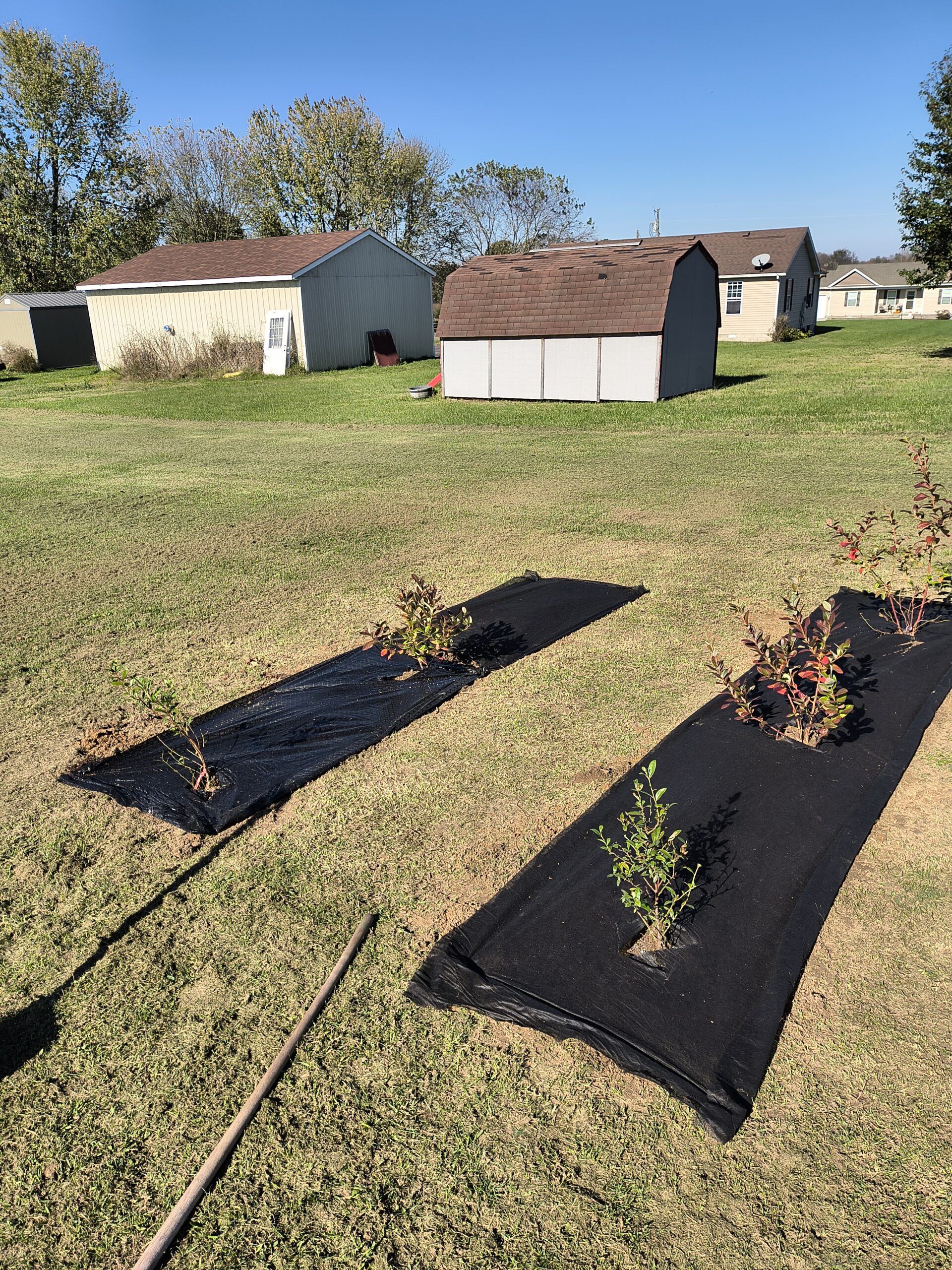 Moving Forward with Blueberry Plants After Our Class