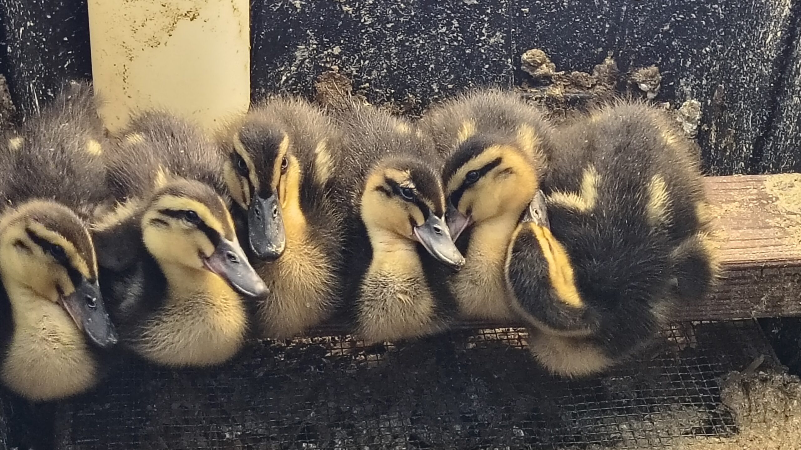 More New Additions! Ducks!