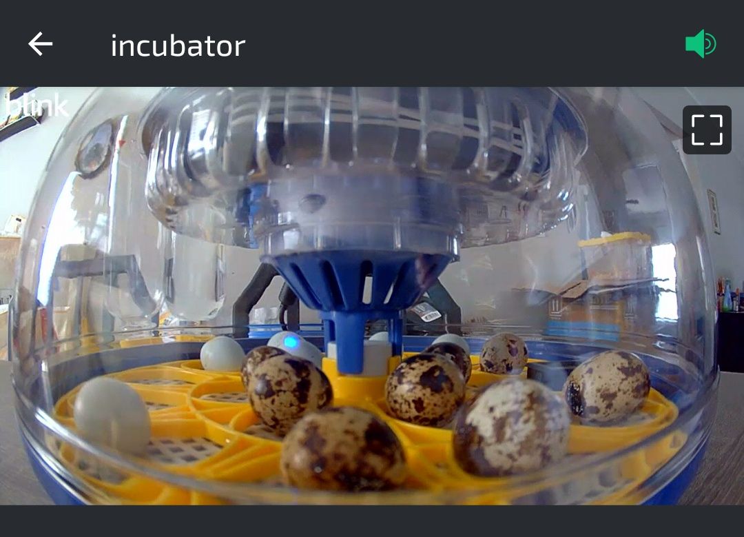 2026 Updates to Chayotix Homestead